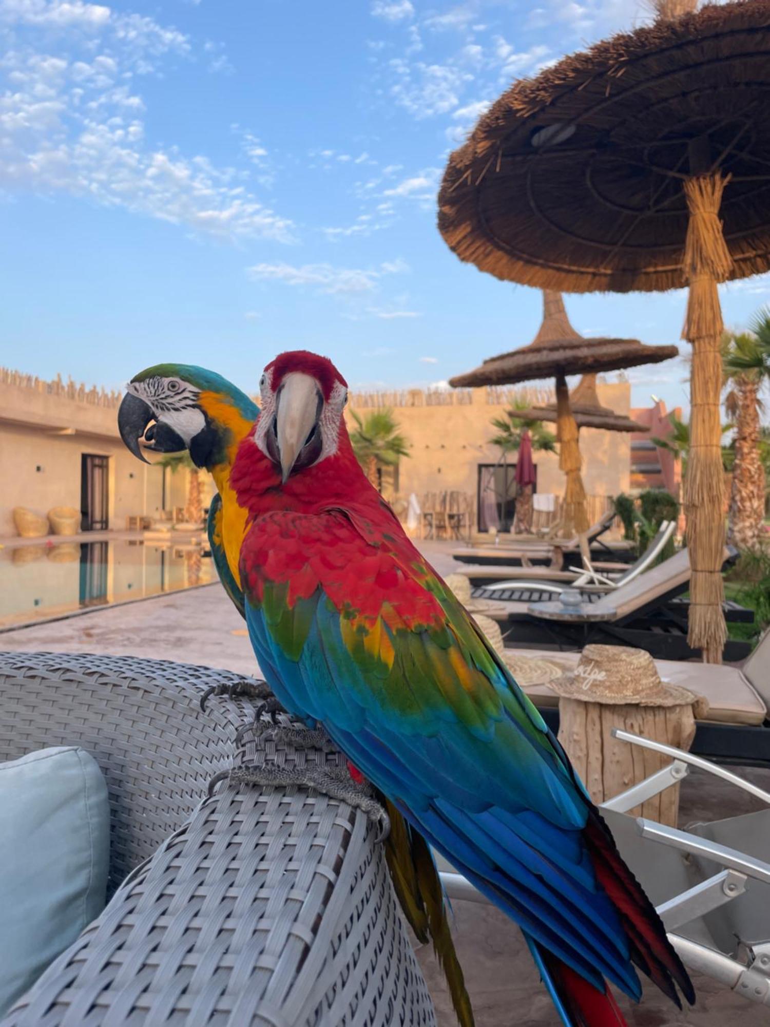 Aghmat Lodge Guest House Marrakesh Exterior photo